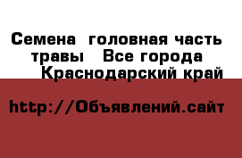 Семена (головная часть))) травы - Все города  »    . Краснодарский край